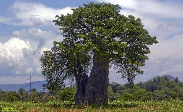Абаши дерево